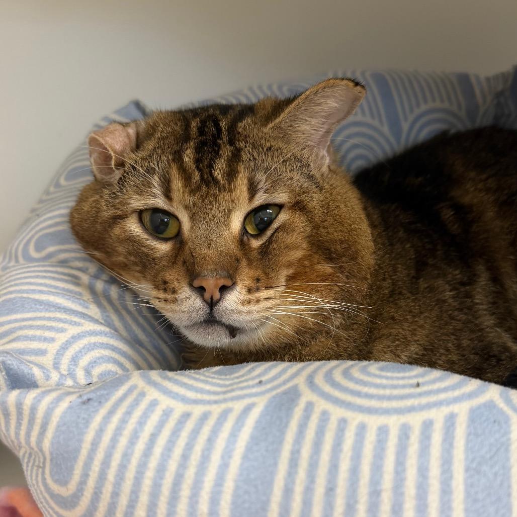 Doritos Loco Taco — thumbnail 3