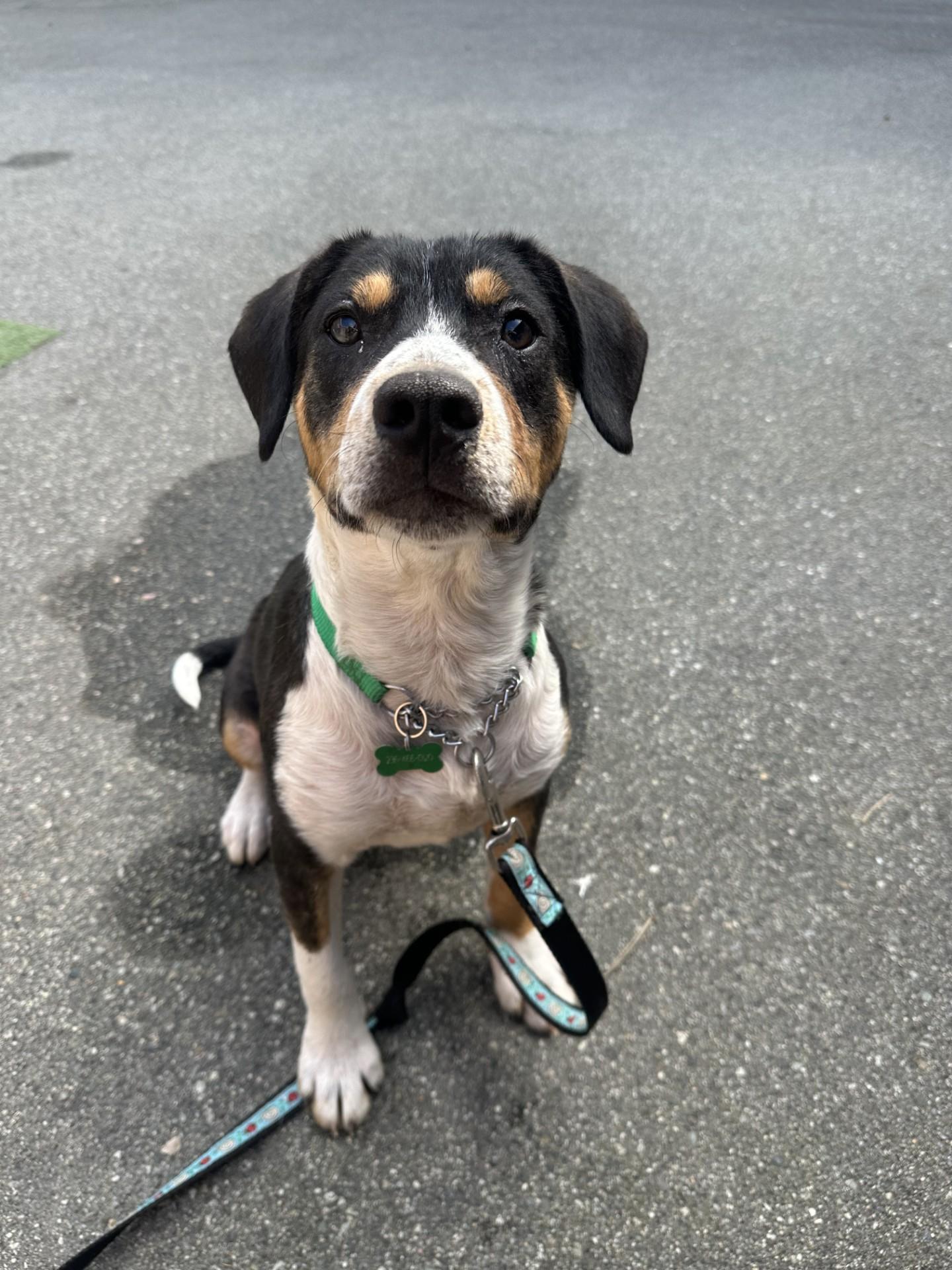Scout, adoptable, Young Male Beagle.