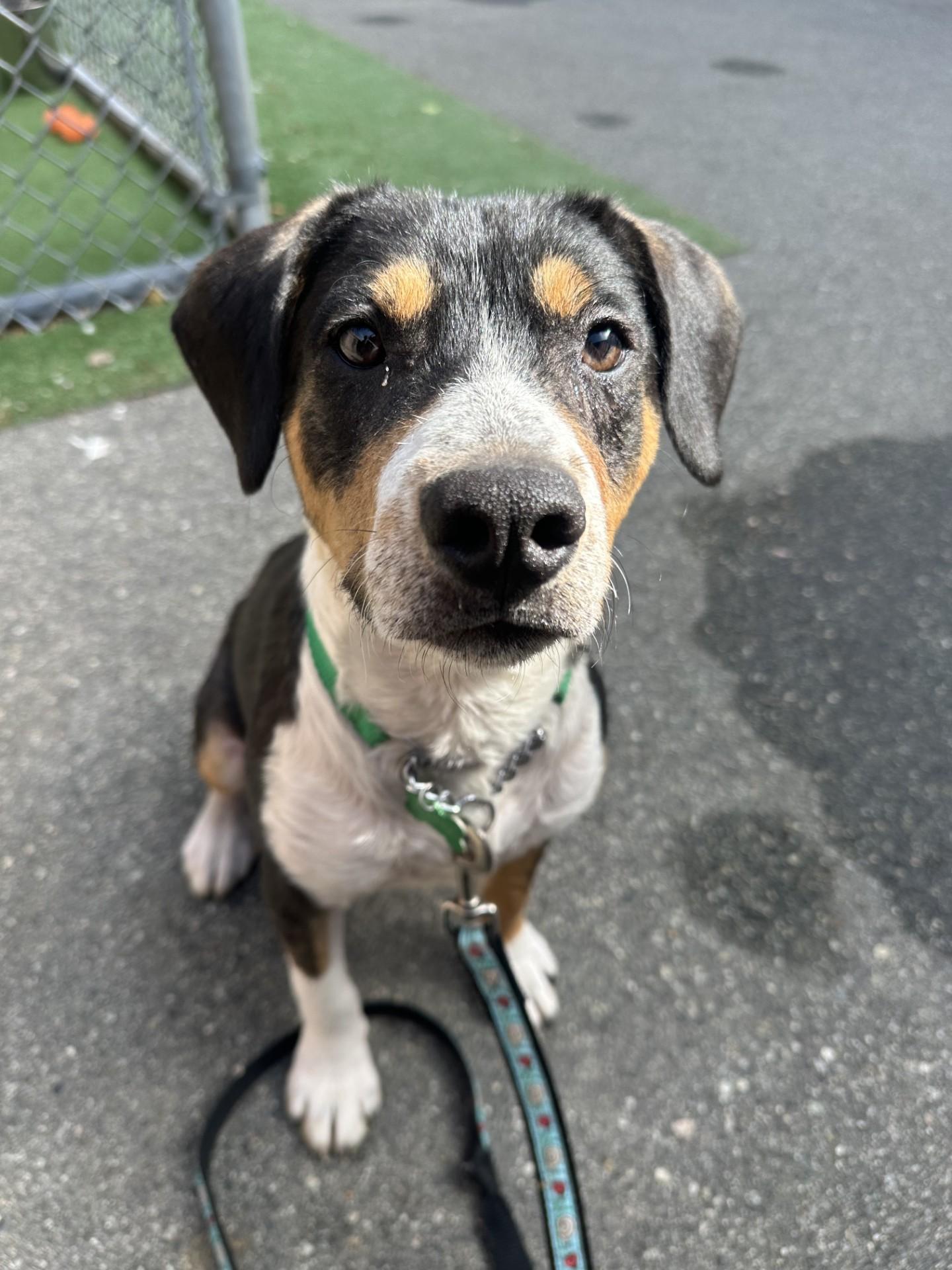 Scout, an adoptable mixed breed in Vancouver, BC image 2/6