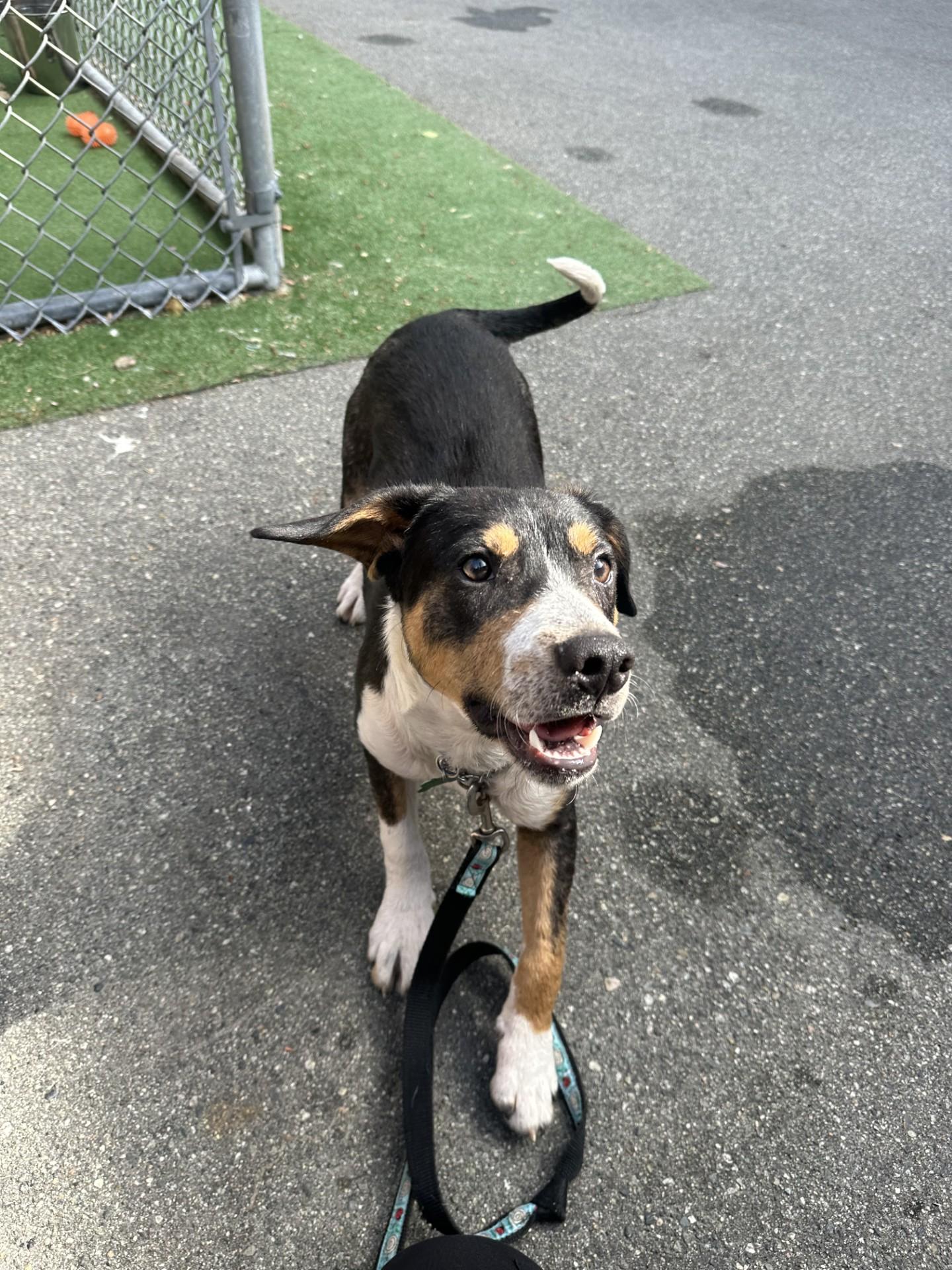 Scout, an adoptable mixed breed in Vancouver, BC image 4/6