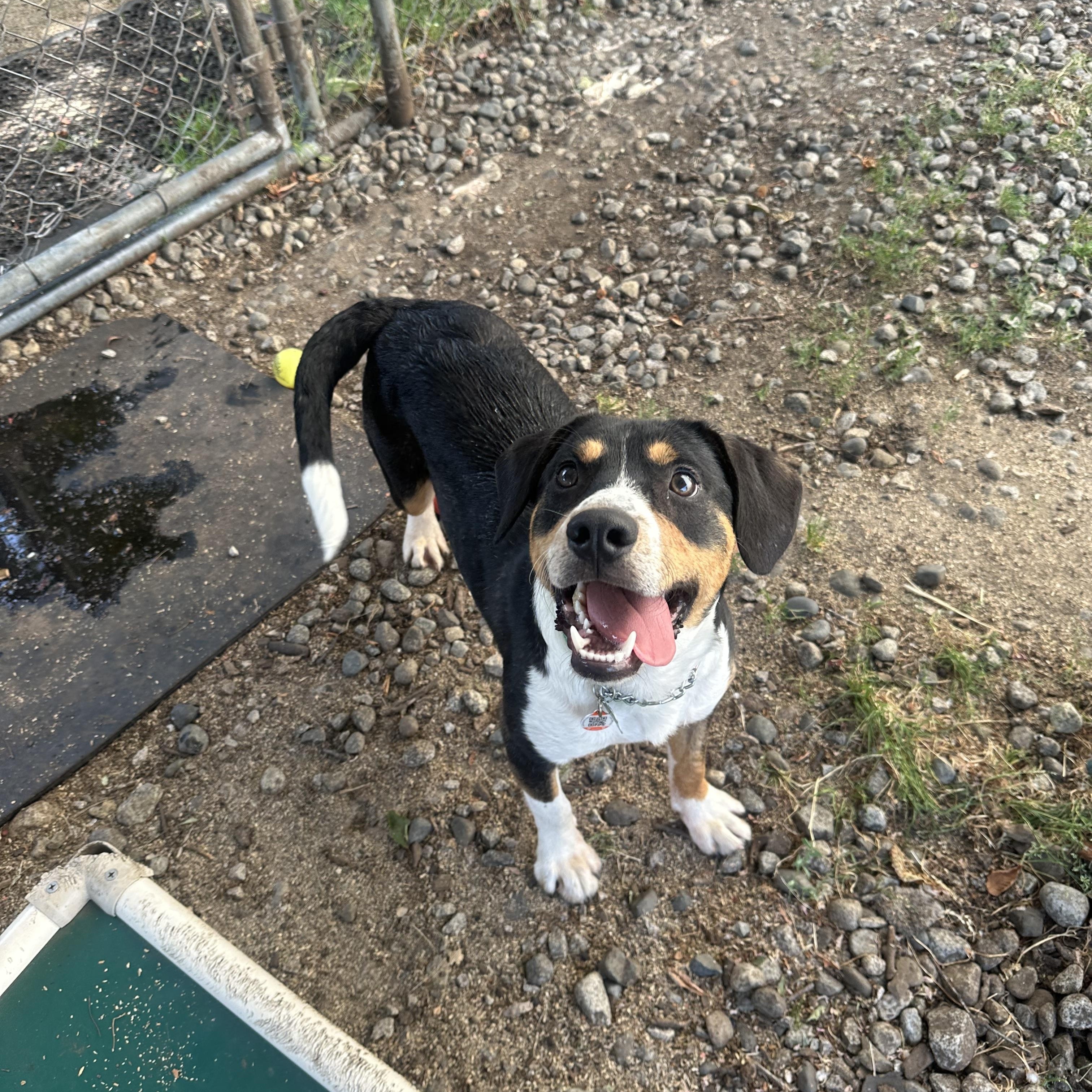 Scout, an adoptable mixed breed in Vancouver, BC image 5/6