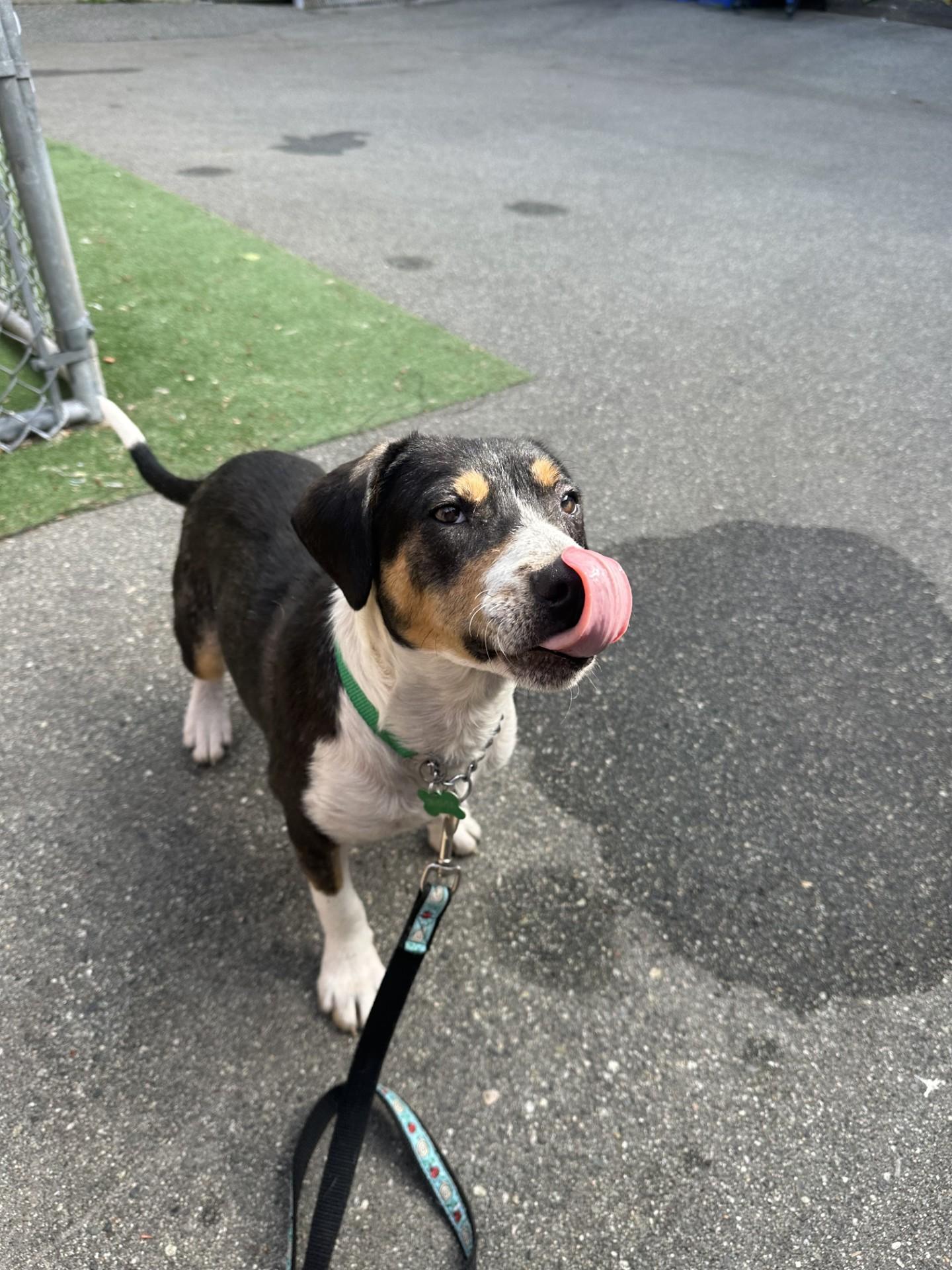 Scout, an adoptable mixed breed in Vancouver, BC image 5/6