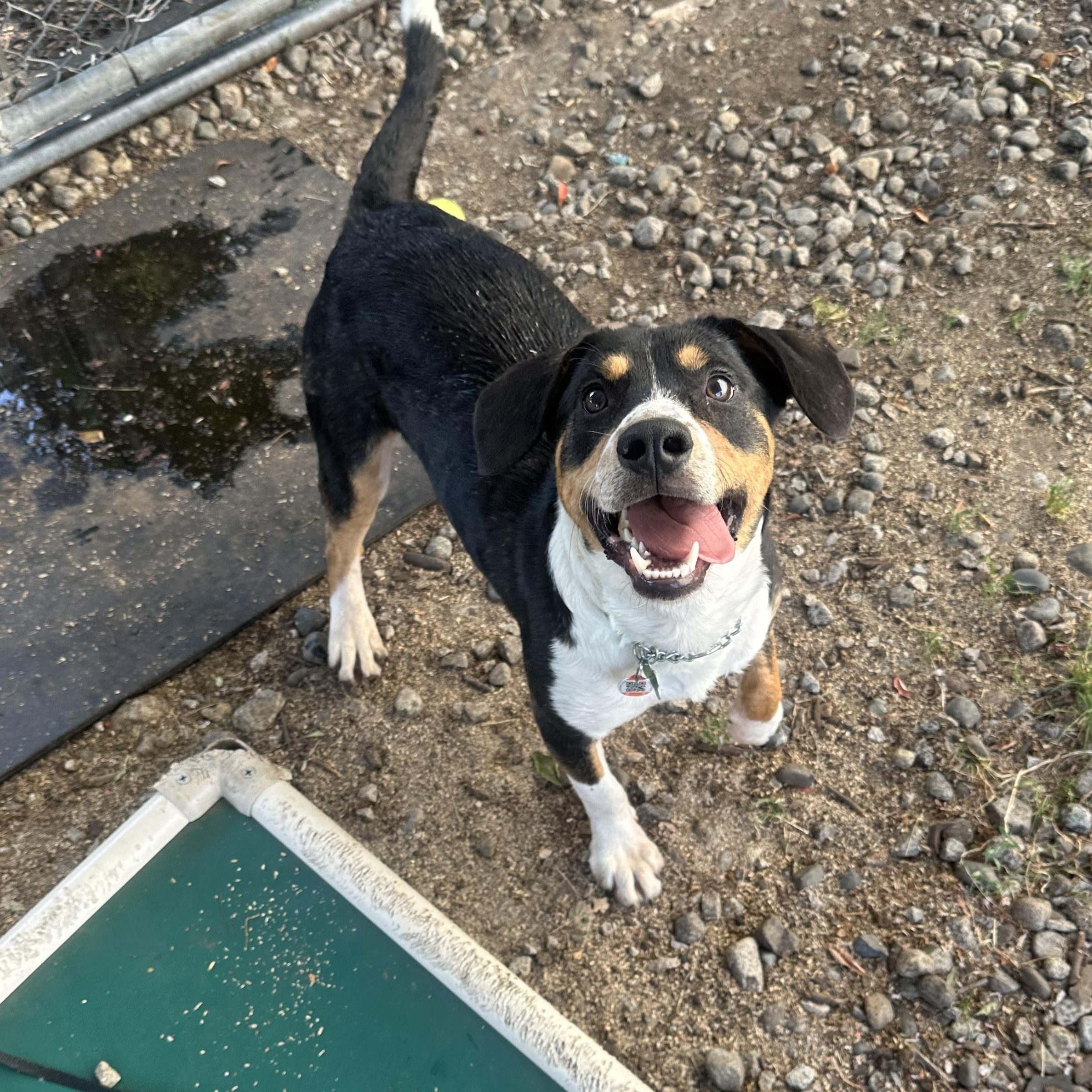 Scout, an adoptable mixed breed in Vancouver, BC image 6/6