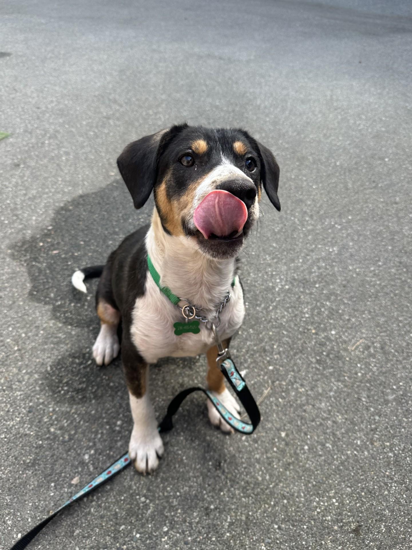 Scout, an adoptable mixed breed in Vancouver, BC image 3/6