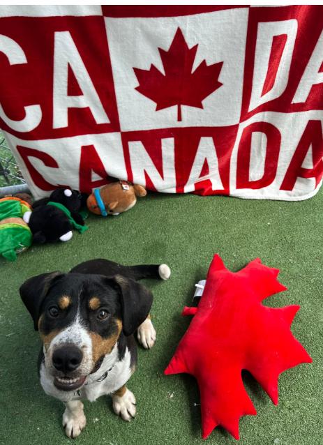 Scout, an adoptable mixed breed in Vancouver, BC image 1/6