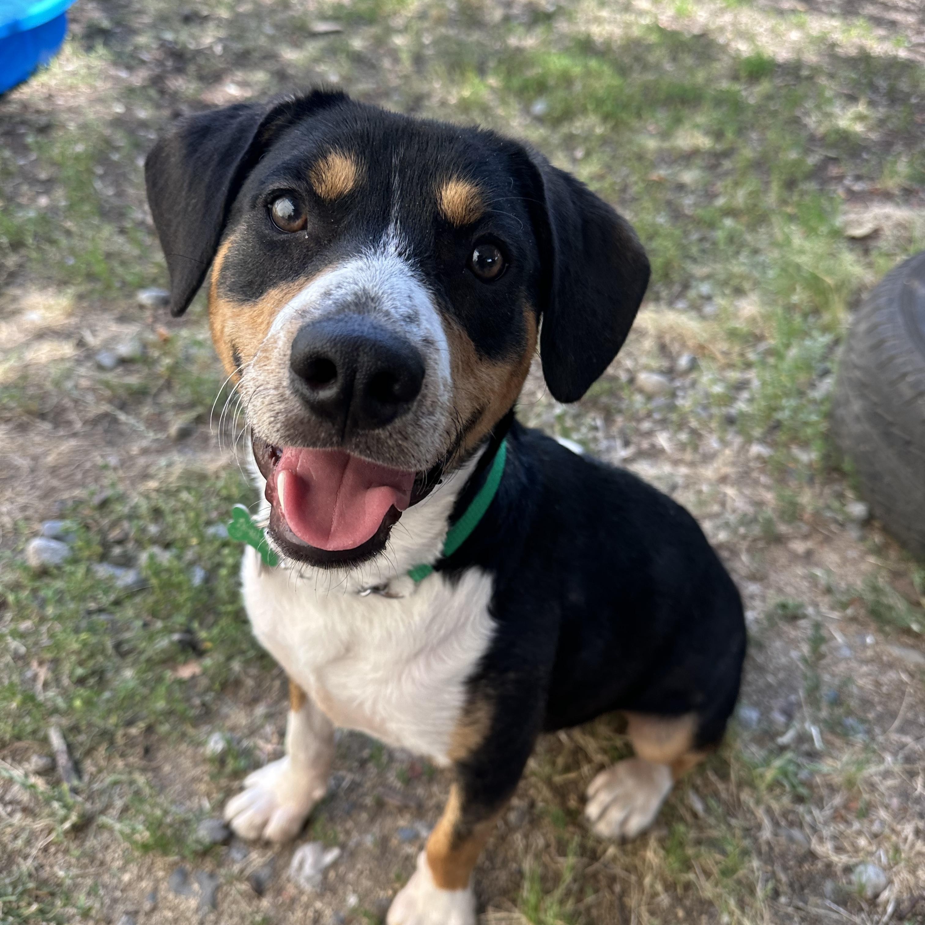 Scout, an adoptable mixed breed in Vancouver, BC image 2/6