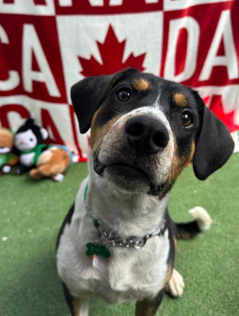 Scout, an adoptable mixed breed in Vancouver, BC image 3/6