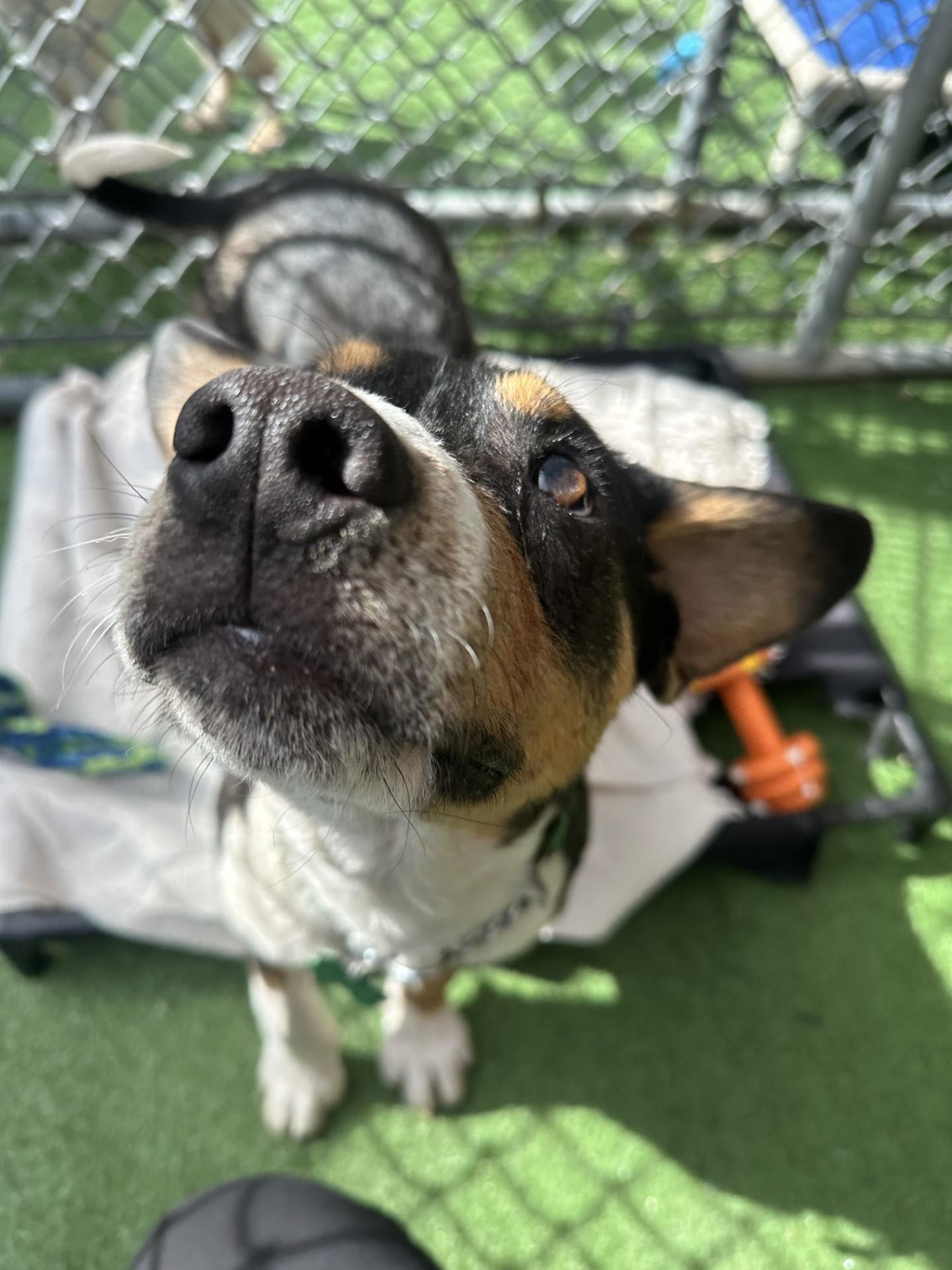 Scout, an adoptable mixed breed in Vancouver, BC image 6/6
