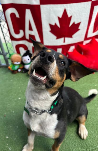 Scout, an adoptable mixed breed in Vancouver, BC image 4/6
