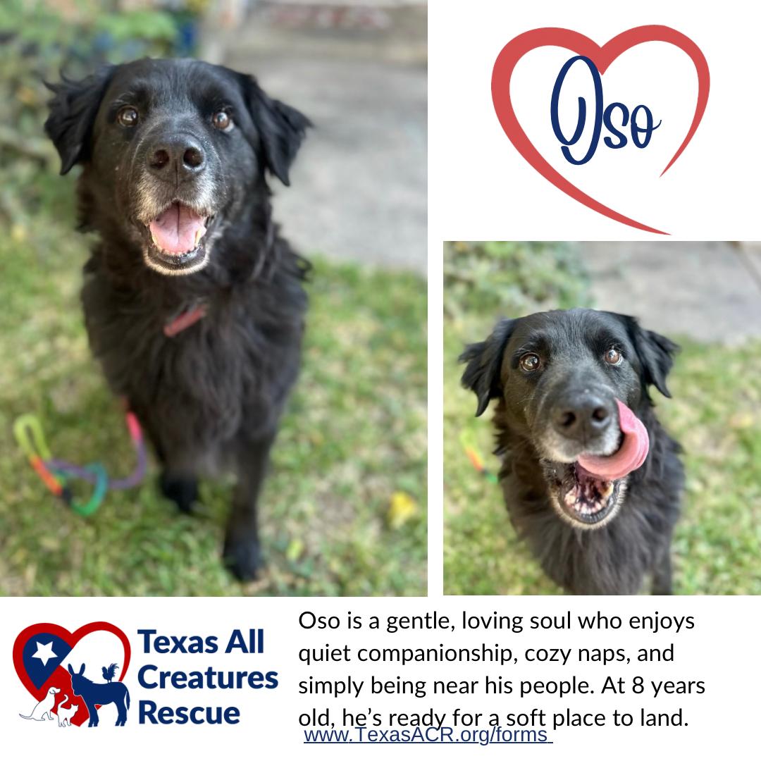 Oso, Adoptable, Adult Male Flat-Coated Retriever & Labrador Retriever.