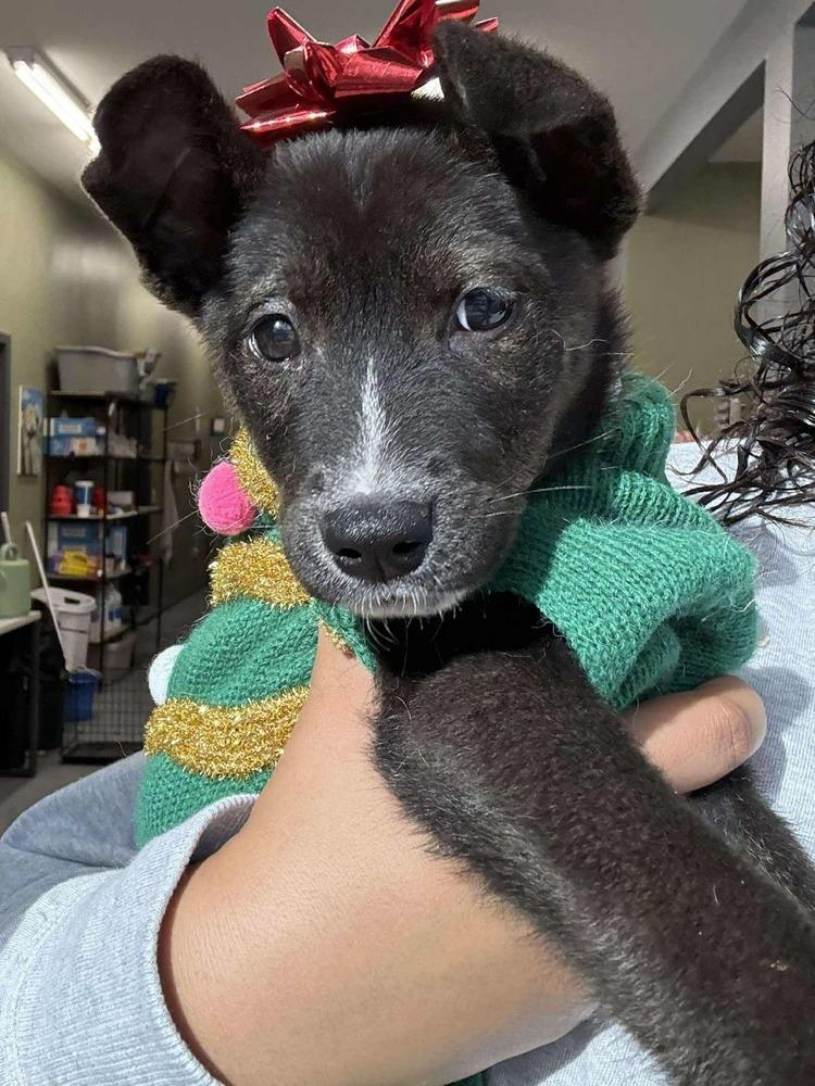 Betsy, Adoptable, Puppy Female Labrador Retriever & Shepherd.