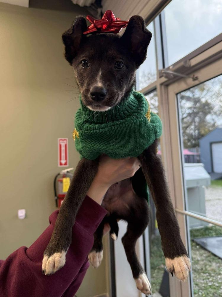 Enlarge Betsy, a Adoptable mixed breed in Aurora, CO image 2/3