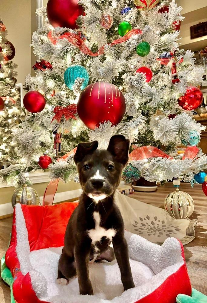 Enlarge Betsy, a Adoptable mixed breed in Aurora, CO image 3/3