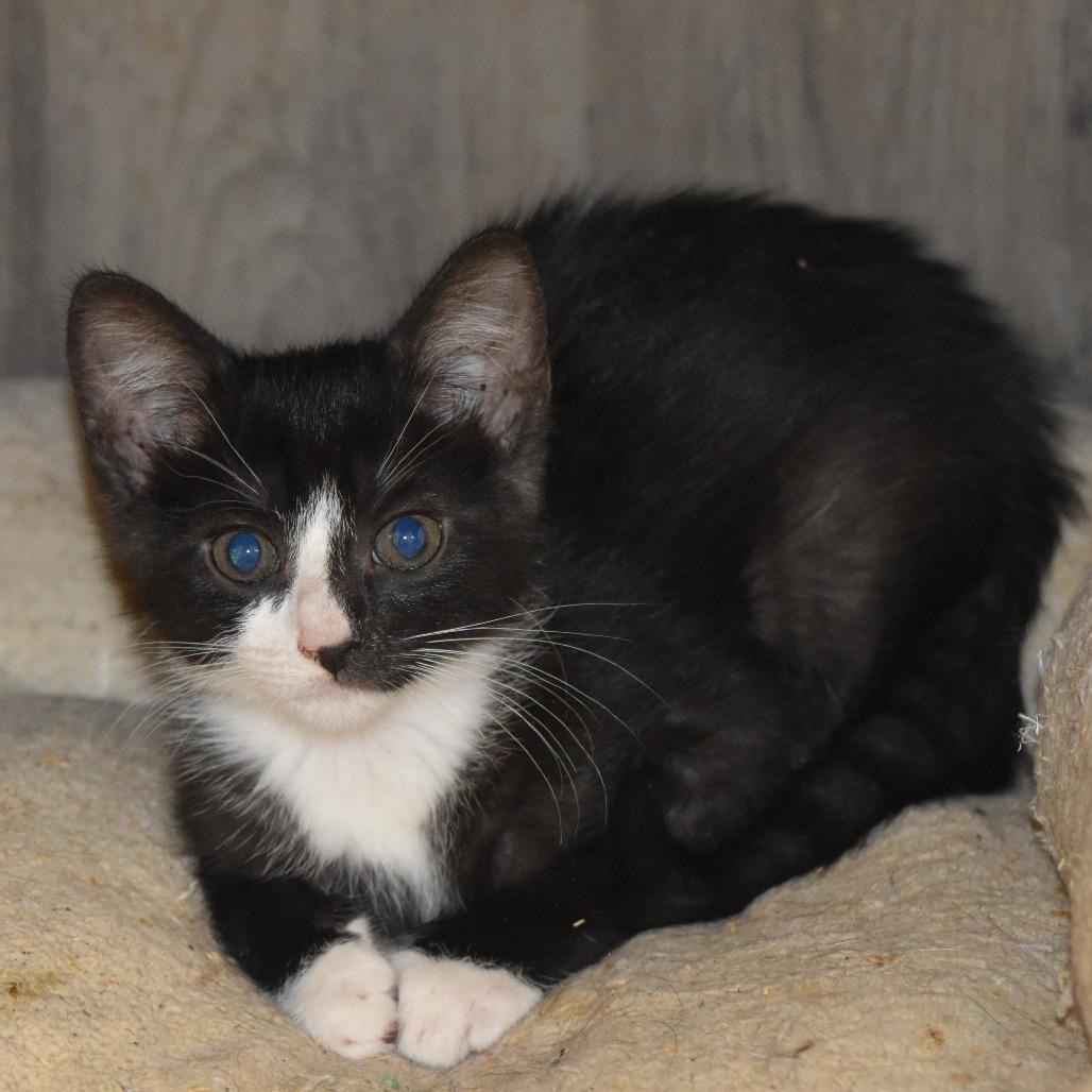 Penguin, Adoptable, Young Female Domestic Short Hair.