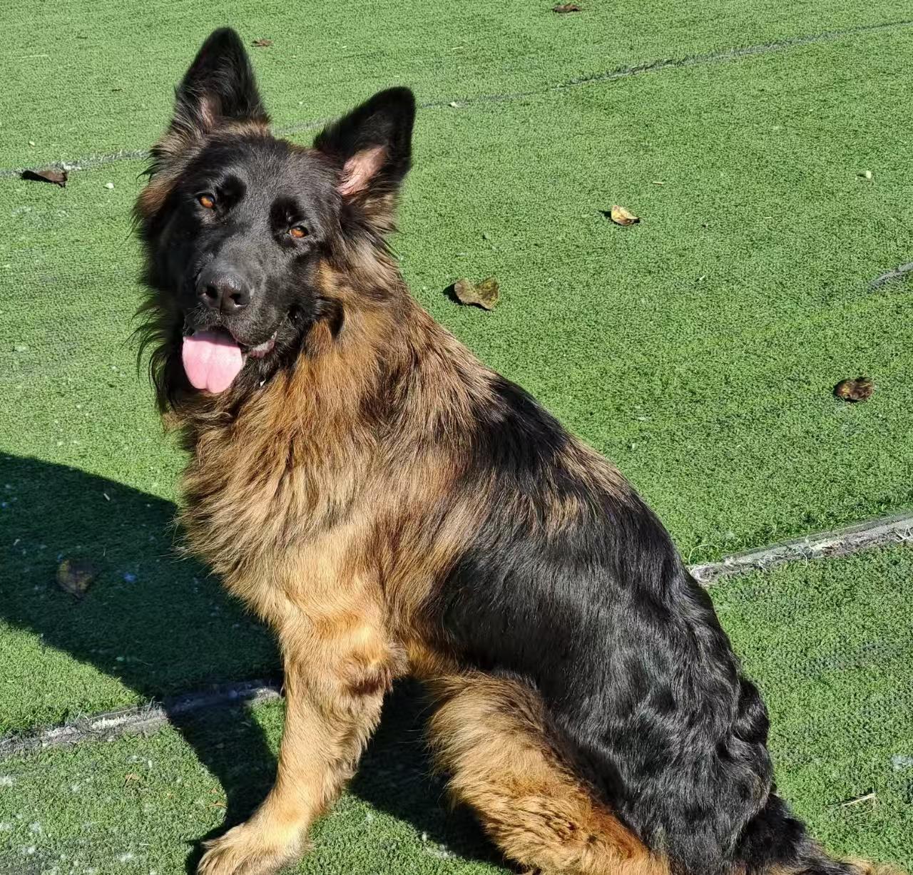 Enlarge Rover, a ADOPTABLE German Shepherd Dog in North York, ON image 1/3