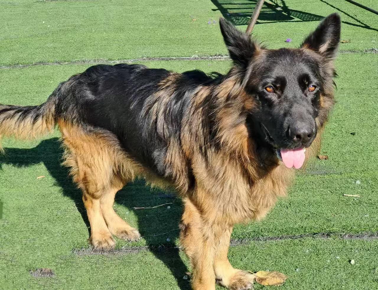 Enlarge Rover, a ADOPTABLE German Shepherd Dog in North York, ON image 2/3