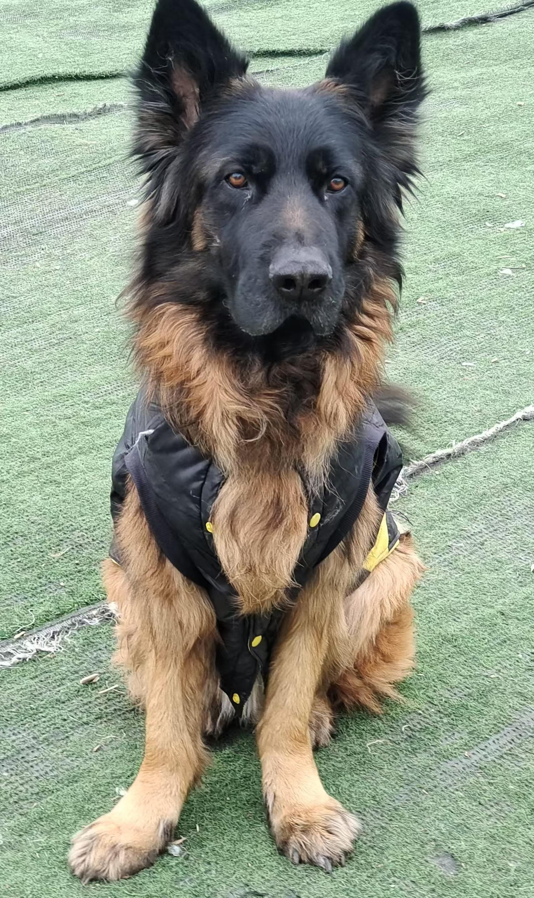 Enlarge Rover, a ADOPTABLE German Shepherd Dog in North York, ON image 3/3