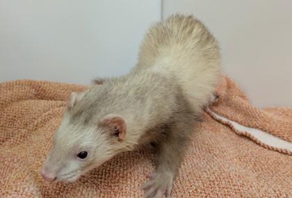 Enlarge Bruce, a Adoptable Ferret in Boulder, CO image 2/2