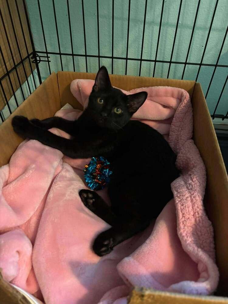 Enlarge Patriot, a Adoptable mixed breed in DELTONA, FL image 1/2