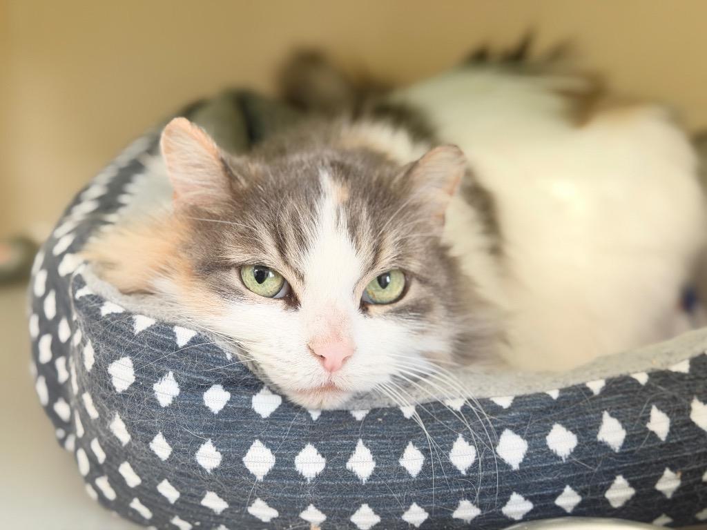 Phelony, Adoptable, Adult Female Domestic Short Hair.