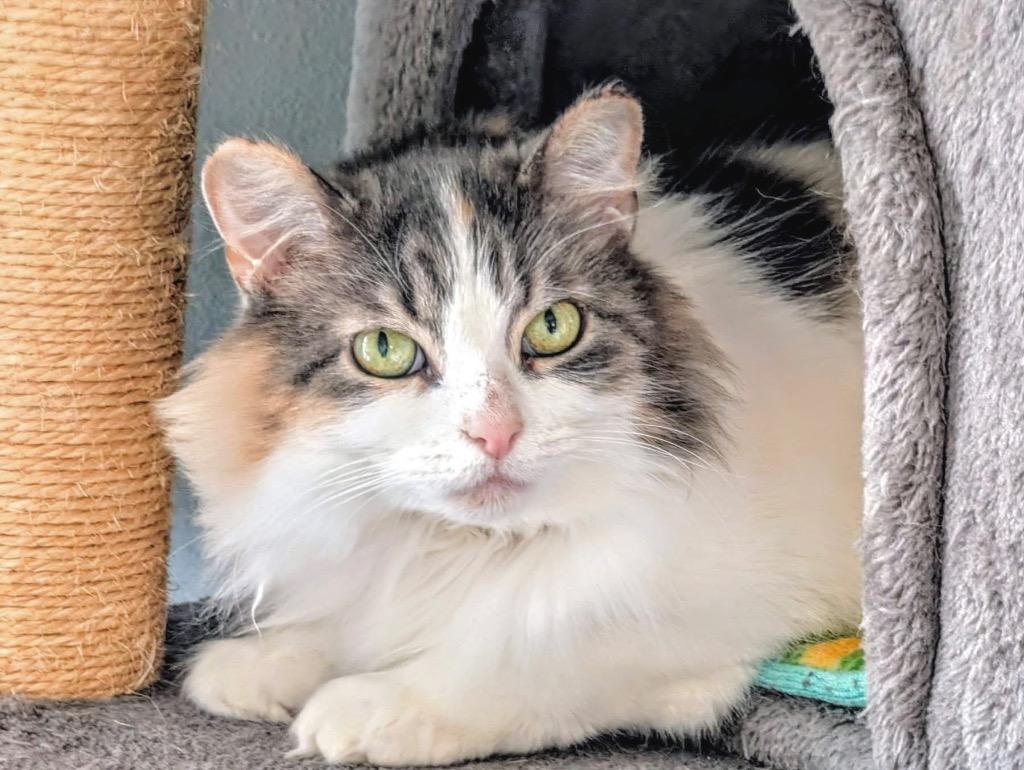 Enlarge Phelony, a Adoptable mixed breed in Menomonie, WI image 2/4