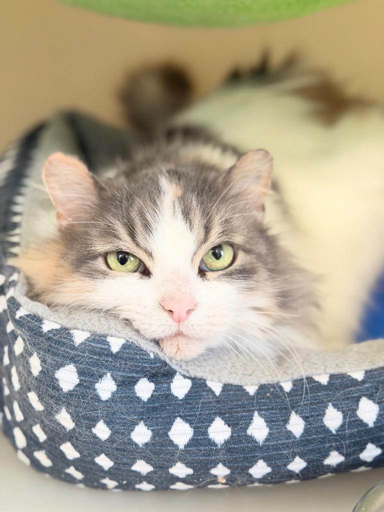 Enlarge Phelony, a Adoptable mixed breed in Menomonie, WI image 2/3