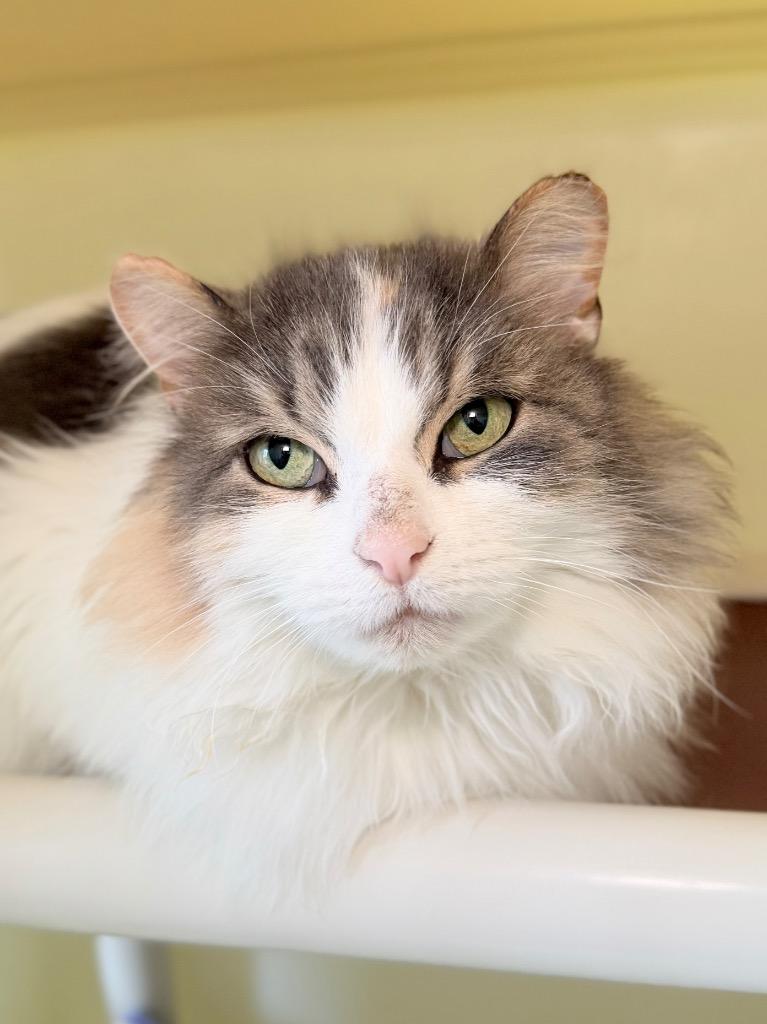 Enlarge Phelony, a Adoptable mixed breed in Menomonie, WI image 3/3