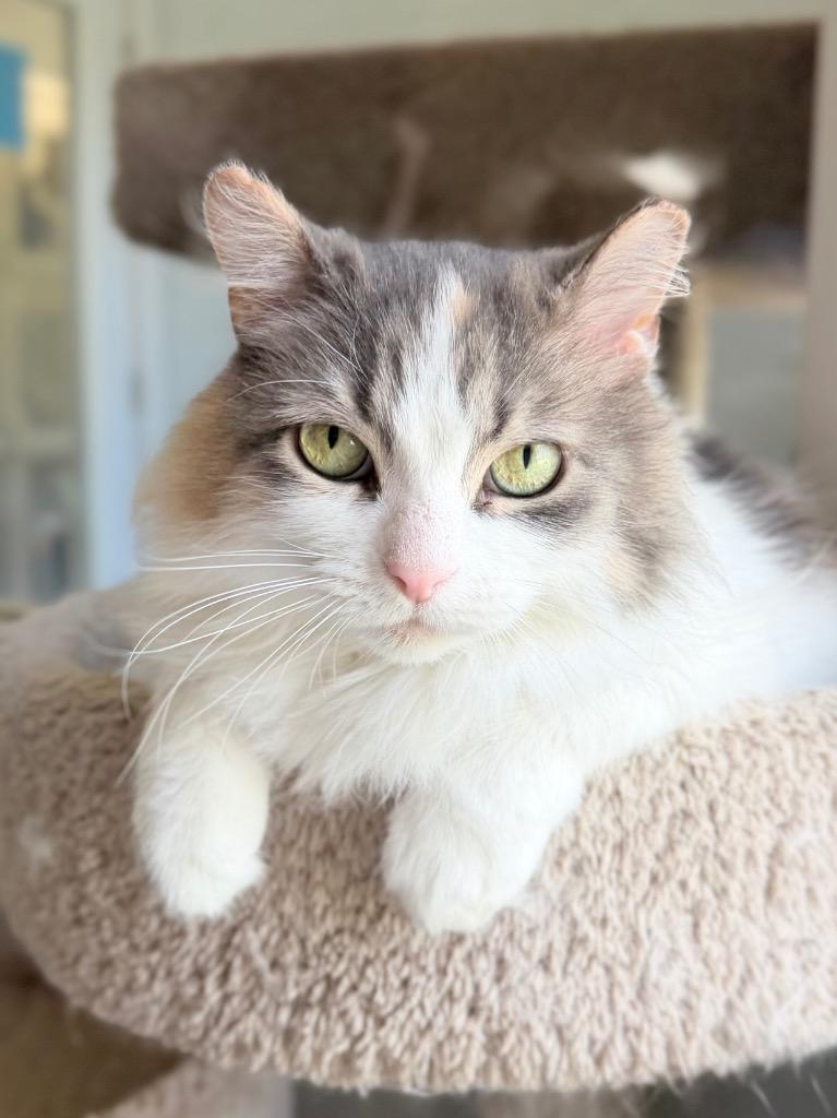 Phelony, a Adoptable mixed breed in Menomonie, WI image 6/6
