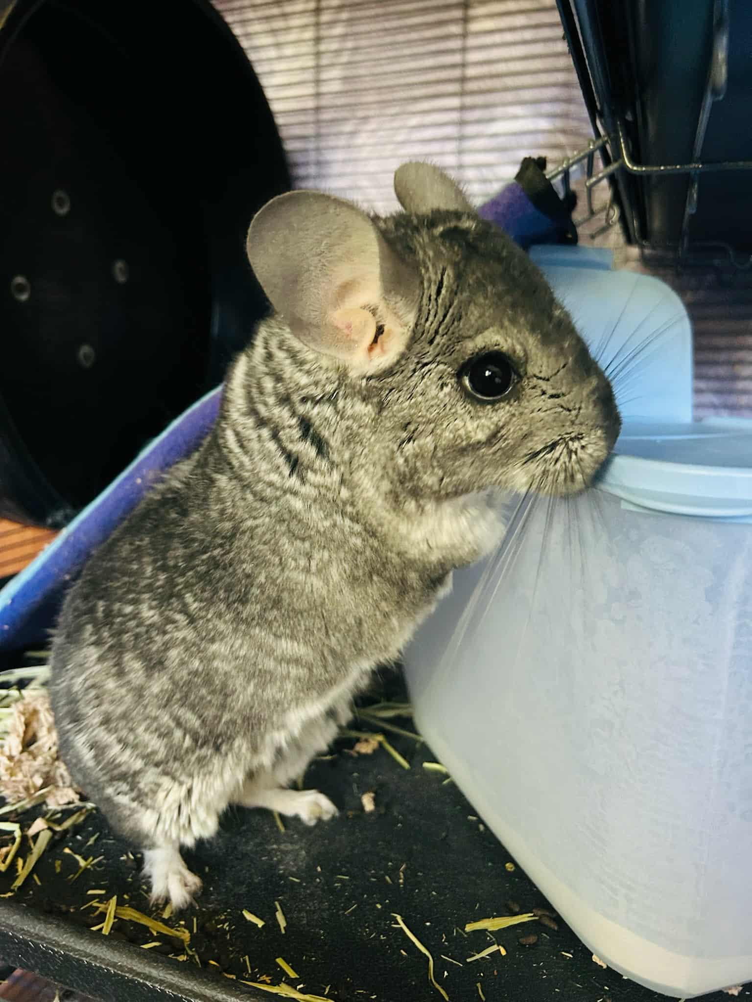 Enlarge Chili, a Adoptable Chinchilla in Sauk Village, IL image 1/3