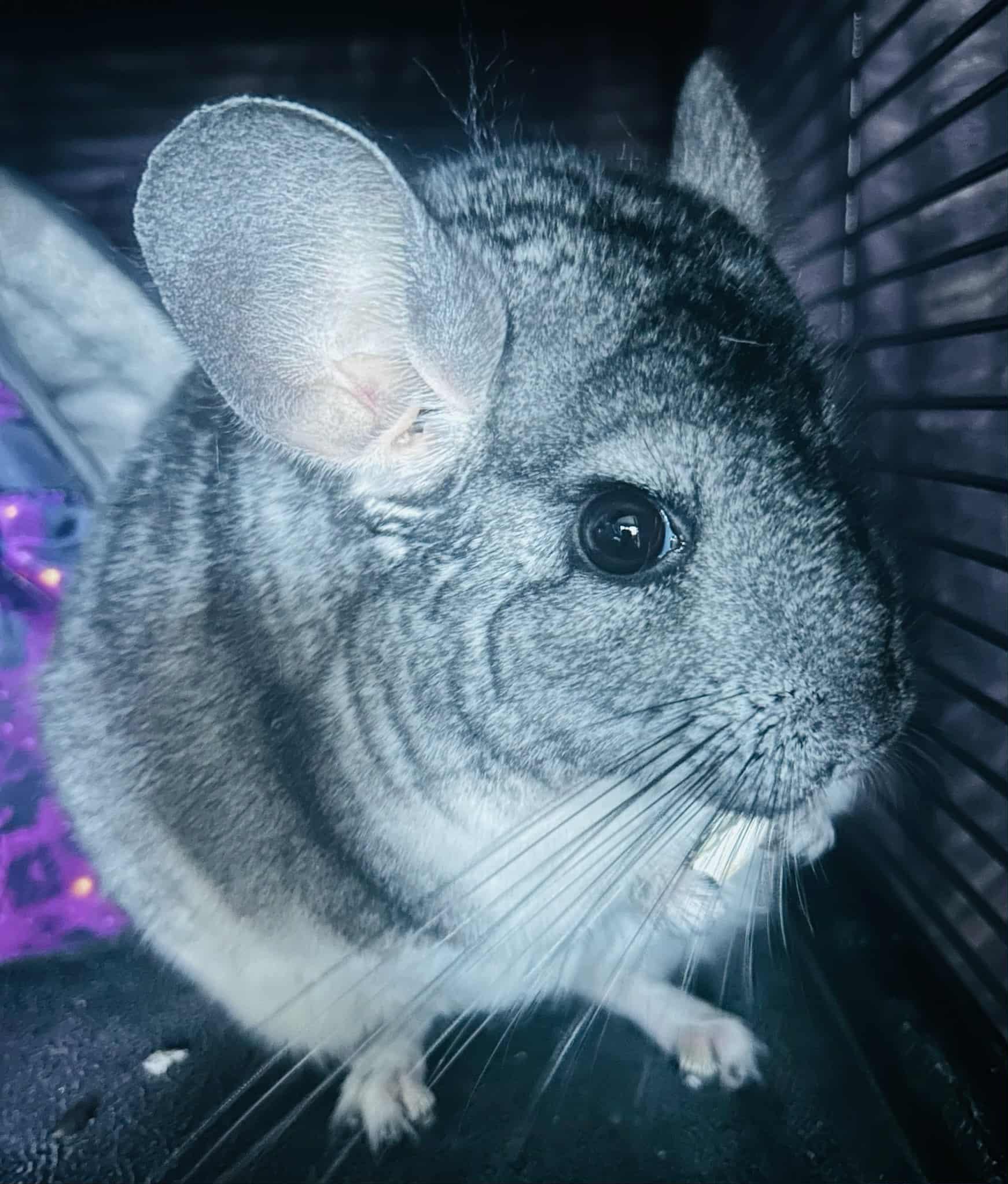 Enlarge Chili, a Adoptable Chinchilla in Sauk Village, IL image 2/3