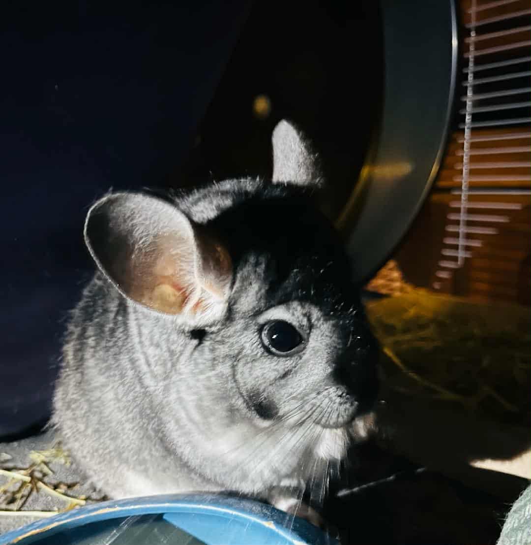 Enlarge Chili, a Adoptable Chinchilla in Sauk Village, IL image 3/3