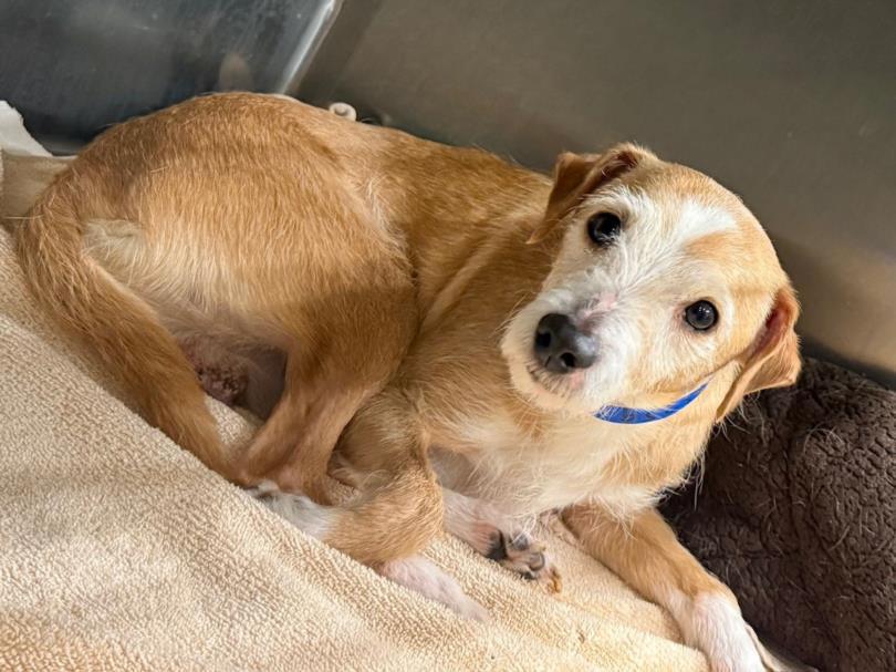 SAVE ME PLEASE! RALPHIE #A543759