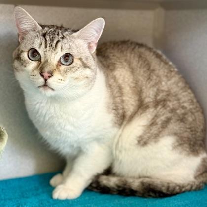 Enlarge *James, an adopted mixed breed in Red Bluff, CA image 2/2