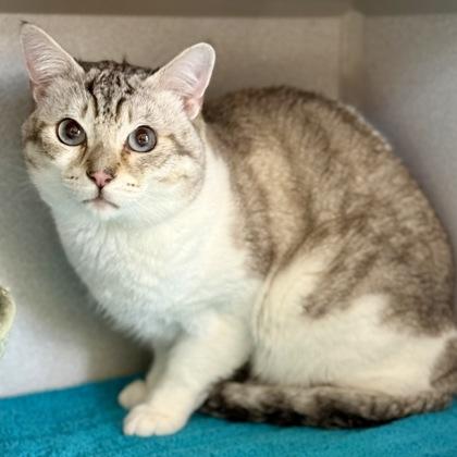 Enlarge *James, an adopted mixed breed in Red Bluff, CA image 1/2