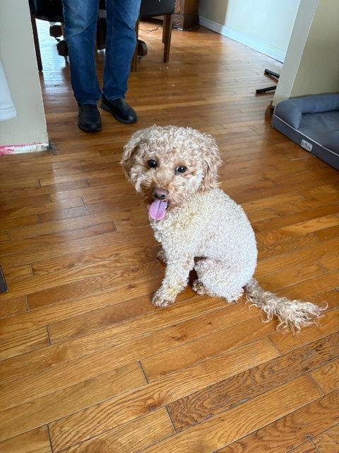 Enlarge Mario, a Adopted Poodle in Etobicoke, ON image 1/3