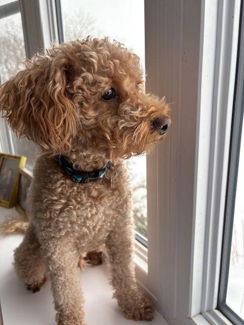 Enlarge Mario, a Adopted Poodle in Etobicoke, ON image 2/3