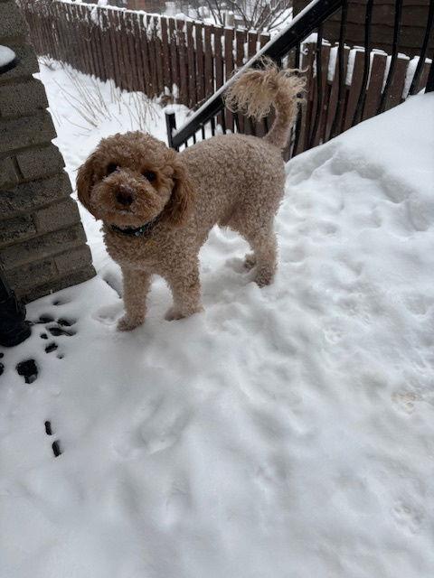 Enlarge Mario, a Adopted Poodle in Etobicoke, ON image 3/3