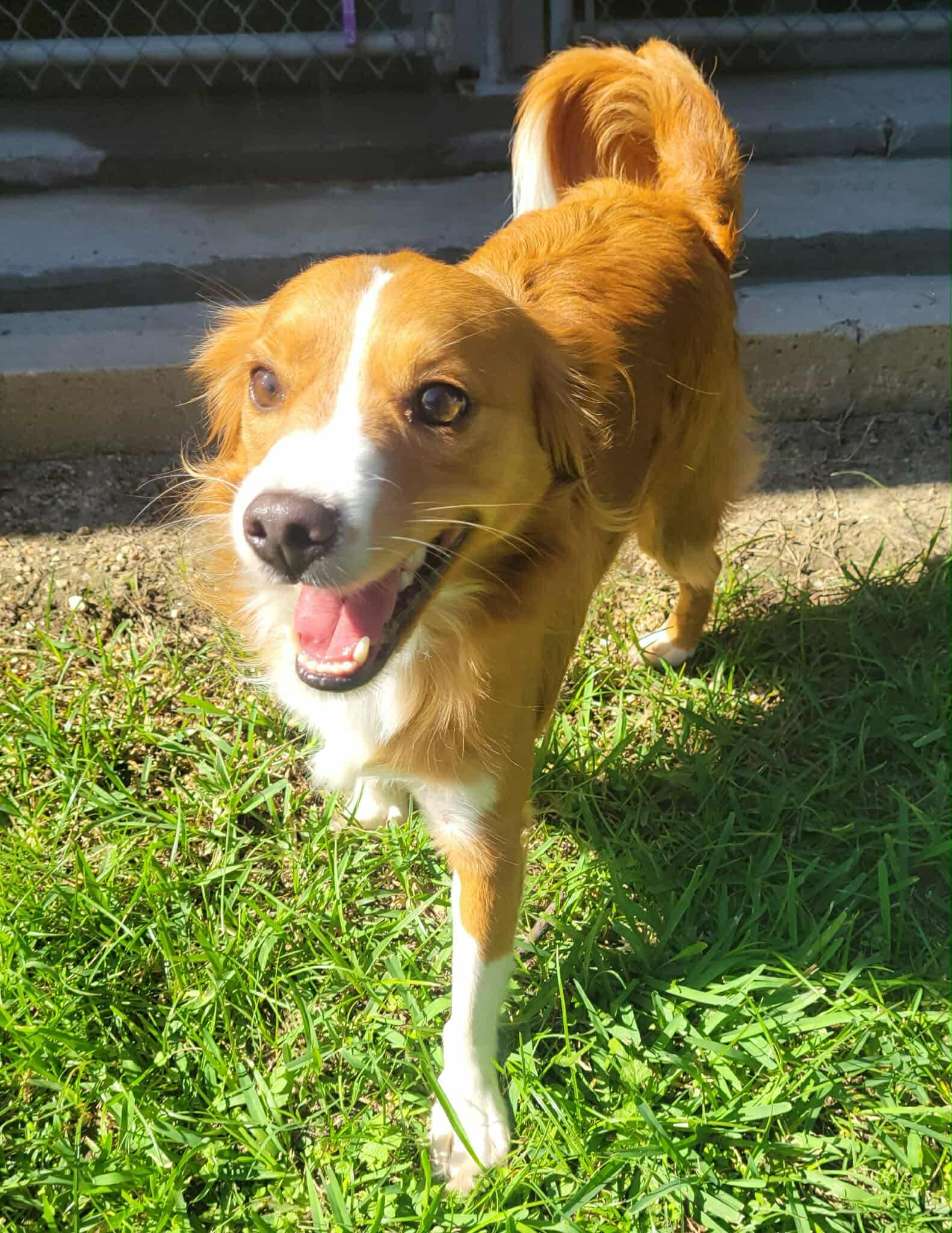 Enlarge Charli, a Adoptable mixed breed in Tylertown, MS image 1/1