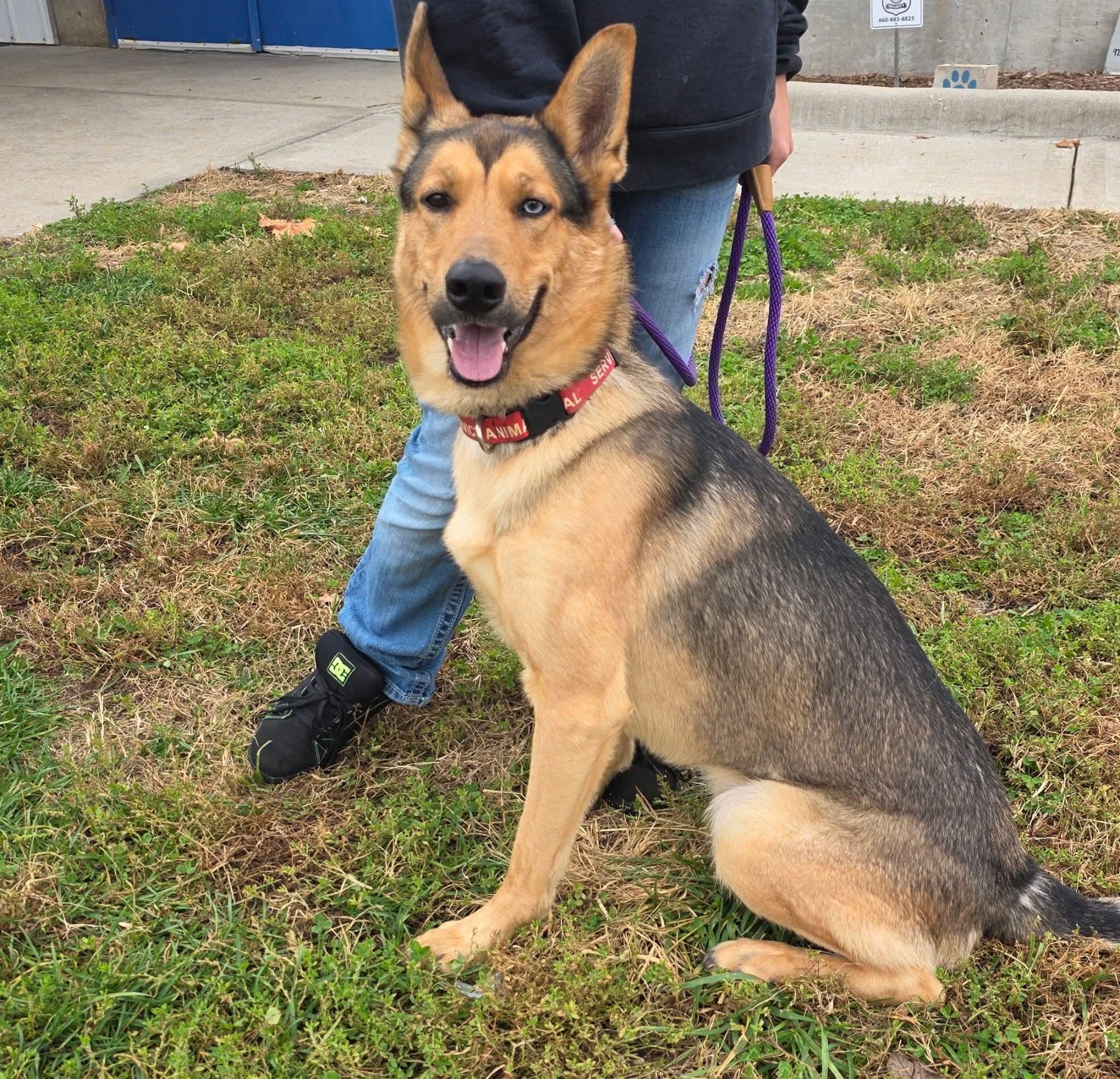 Enlarge Sterling, an adopted mixed breed in Clinton, MO image 2/2