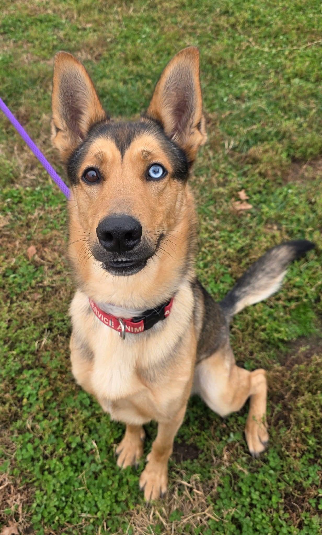 Enlarge Sterling, an adopted mixed breed in Clinton, MO image 1/2