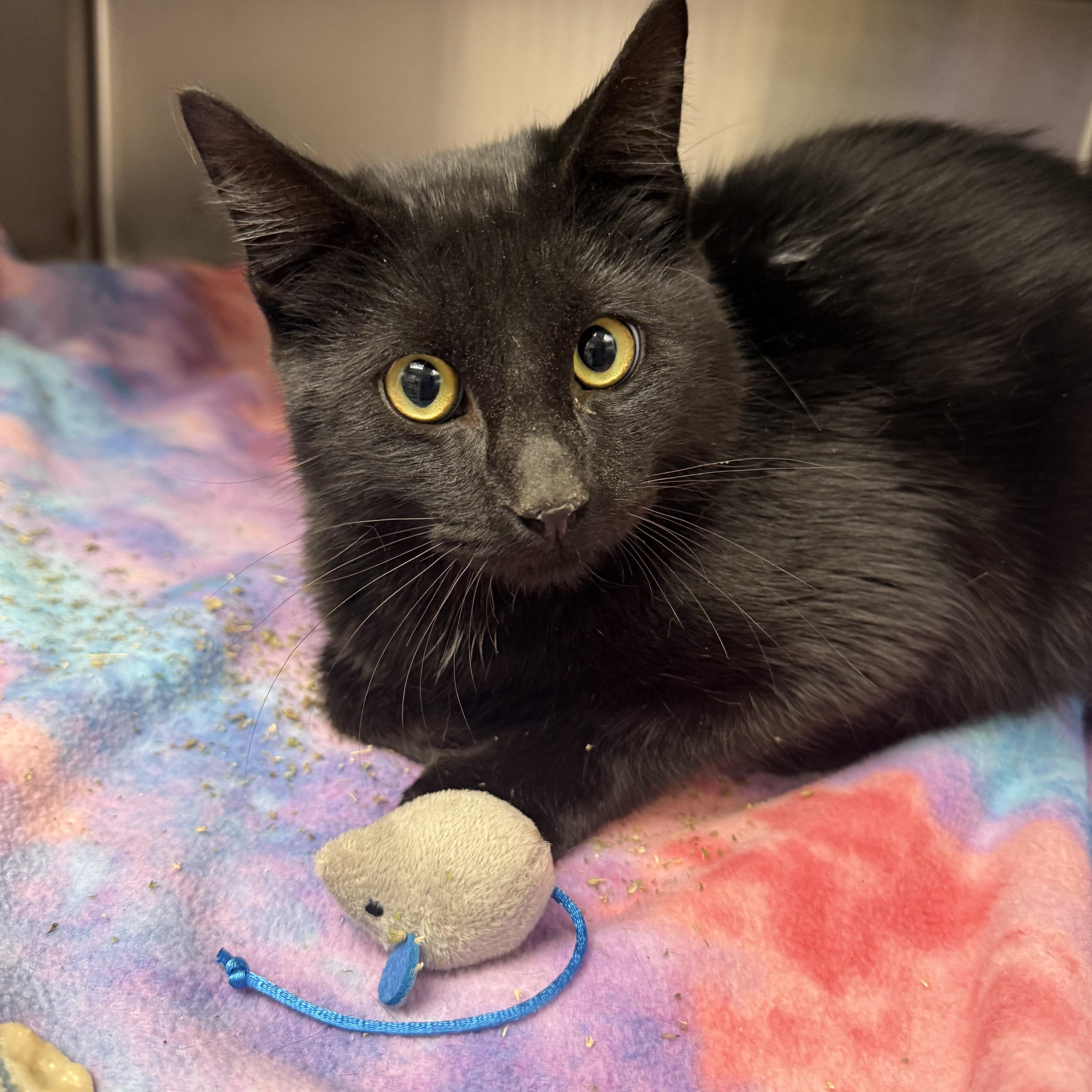 Enlarge Cupid, a ADOPTABLE Domestic Short Hair in Liberty, MO image 1/1