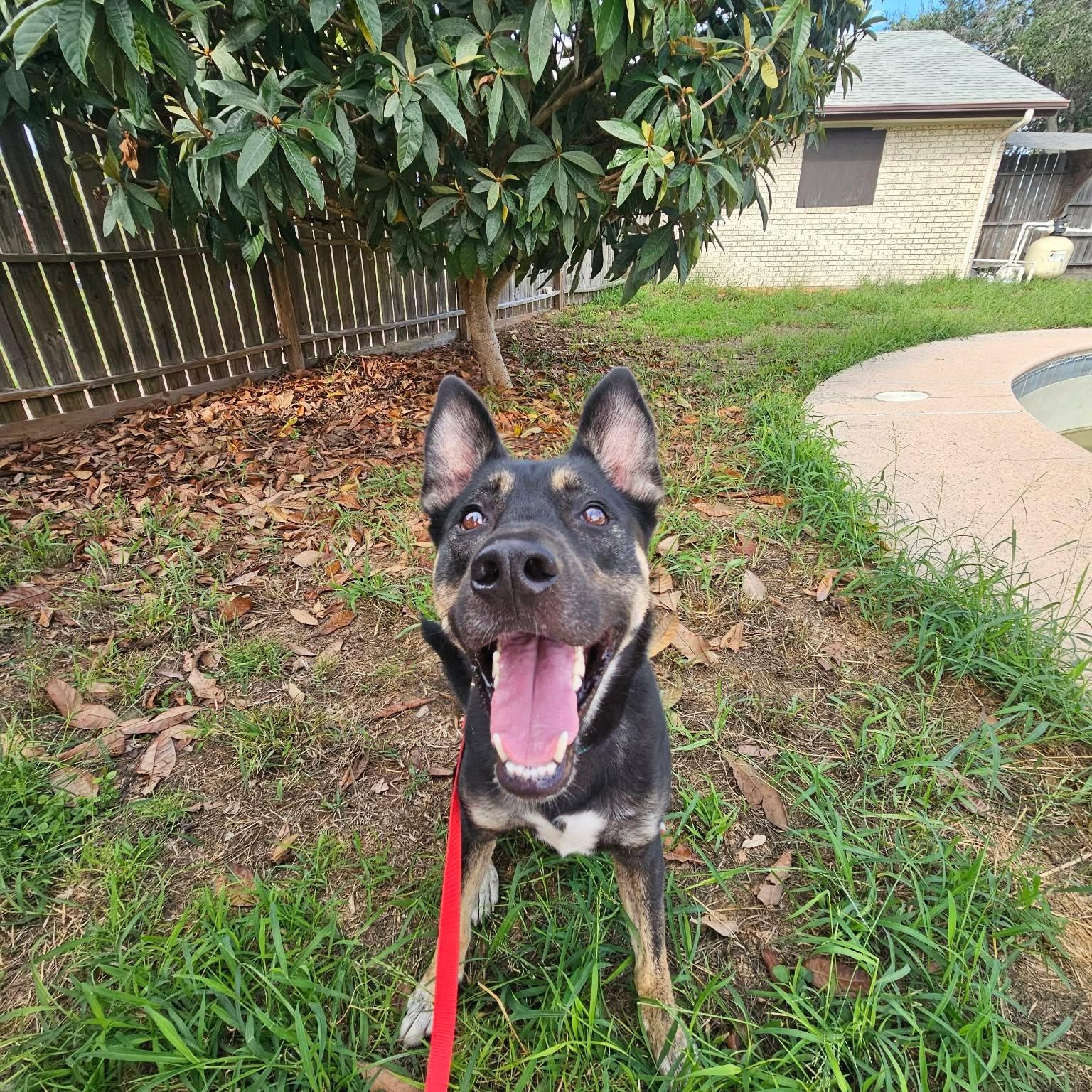 Enlarge Rocky Road, a Adoptable mixed breed in Albany, NY image 5/6