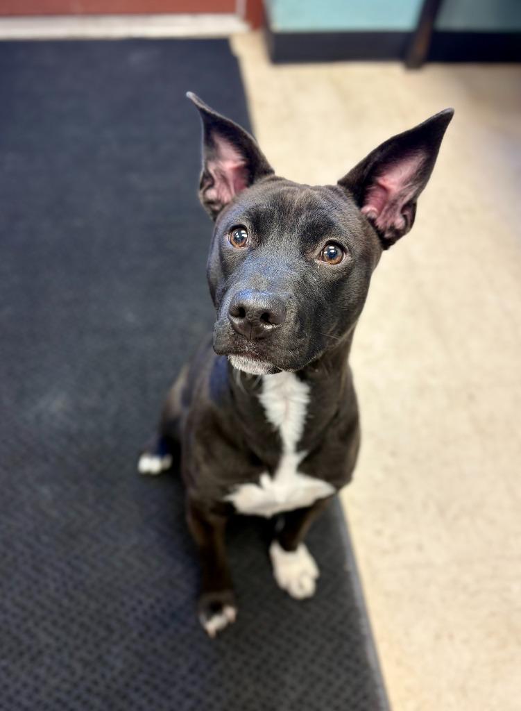 Enlarge Roxy, a Adoptable mixed breed in Rock Springs, WY image 1/4