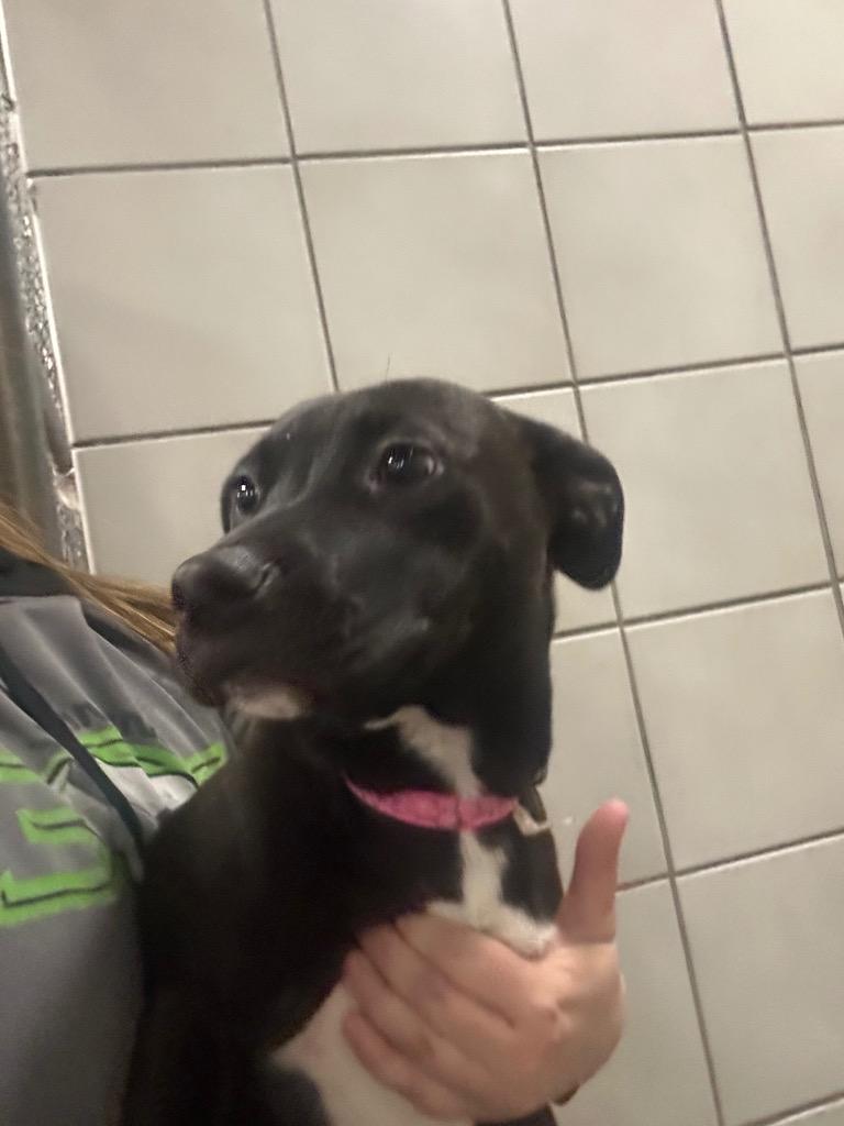 Enlarge Roxy, a Adoptable mixed breed in Rock Springs, WY image 2/4