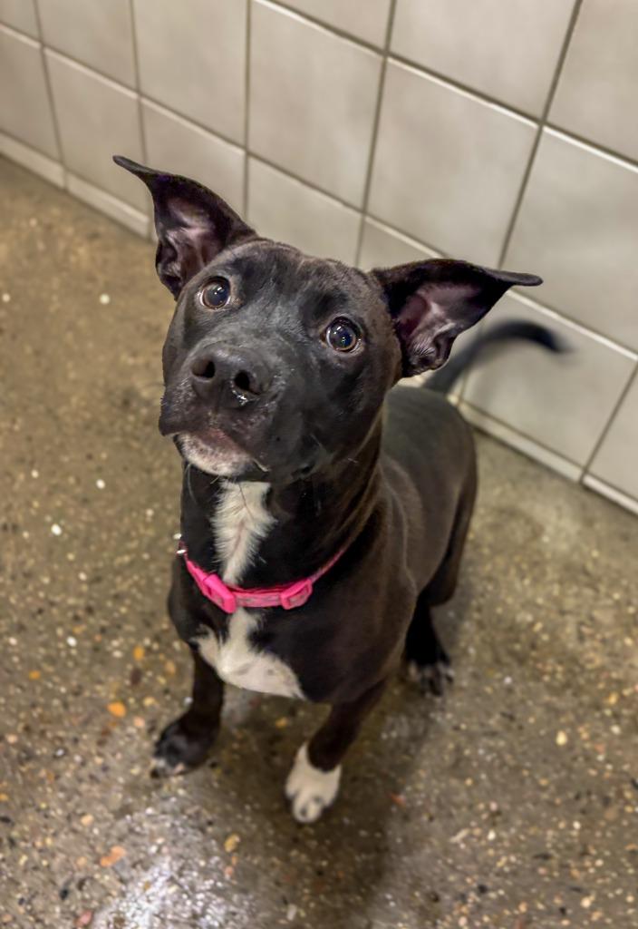 Enlarge Roxy, a Adoptable mixed breed in Rock Springs, WY image 3/4