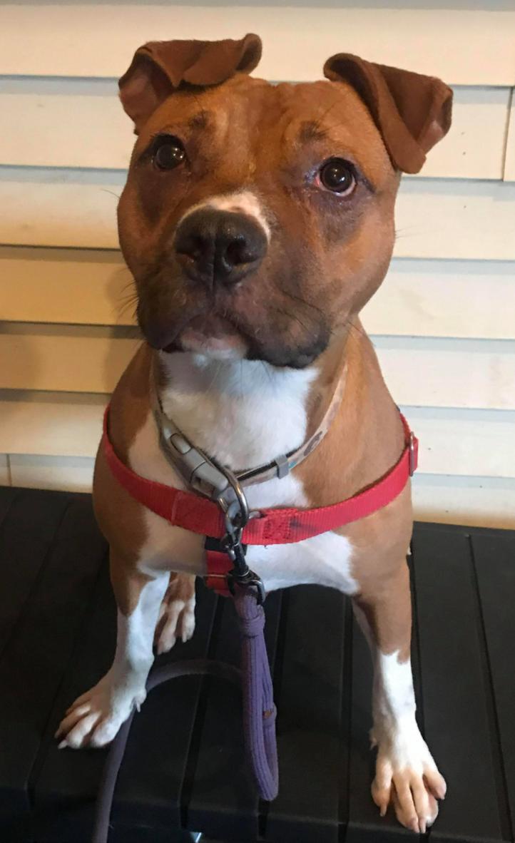 Maggie (Meg), a Adoptable Pit Bull Terrier in Lockport, NY image 3/6