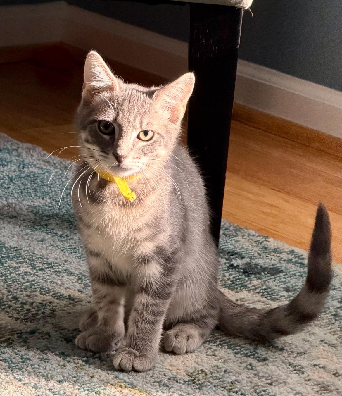 Theodore, ADOPTABLE, Kitten Male Domestic Short Hair.