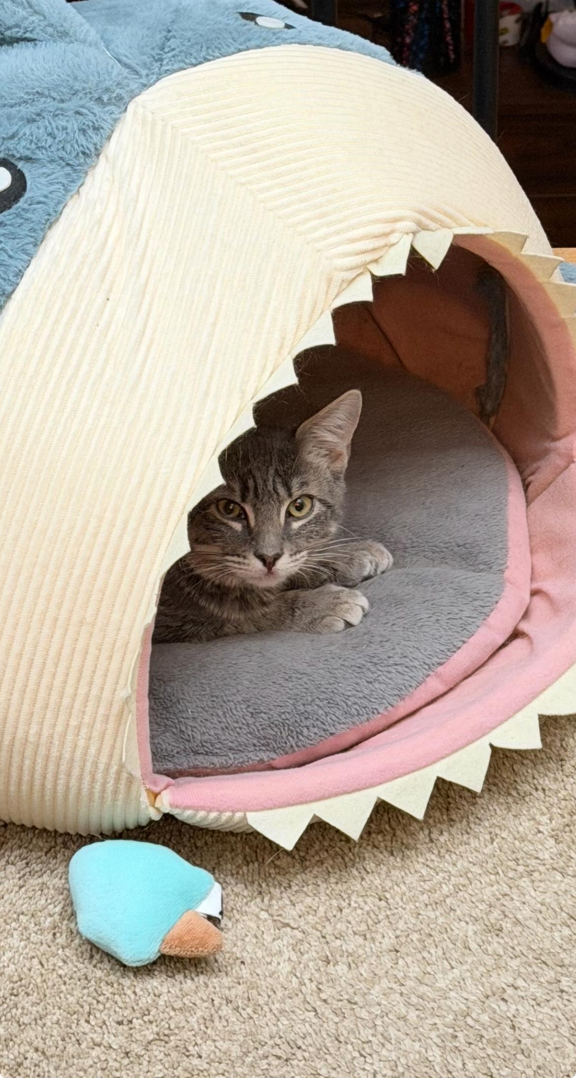 Enlarge Theodore, a ADOPTABLE Domestic Short Hair in Hellertown, PA image 2/3