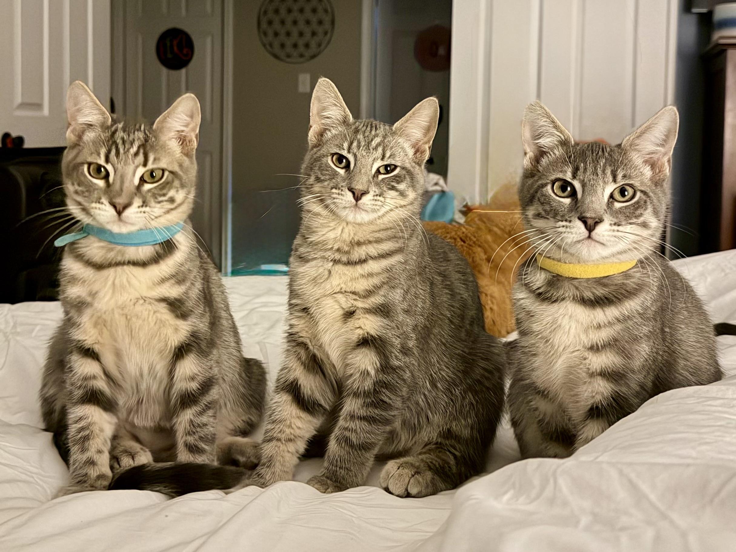 Enlarge Theodore, a ADOPTABLE Domestic Short Hair in Hellertown, PA image 3/3