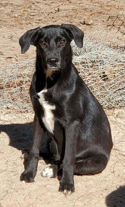 Enlarge Sniffers, a Adoptable mixed breed in Nokomis, FL image 1/2